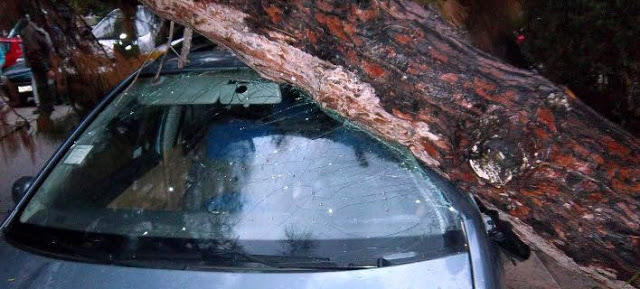 Νέα Σμύρνη: Επεσε δέντρο από τον αέρα και καταπλάκωσε 12 οχήματα - Φωτογραφία 1