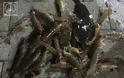 Η «Ωκεανίς» μπορεί να προκάλεσε ζημιές, στην ΑΜΦΙΛΟΧΙΑ όμως έφερε γαρίδες, γλώσσες και σουπιές (ΔΕΙΤΕ ΦΩΤΟ-VIDEO) - Φωτογραφία 10