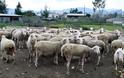 Βγάζουν σε ηλεκτρονικό πλειστηριασμό… 200 πρόβατα
