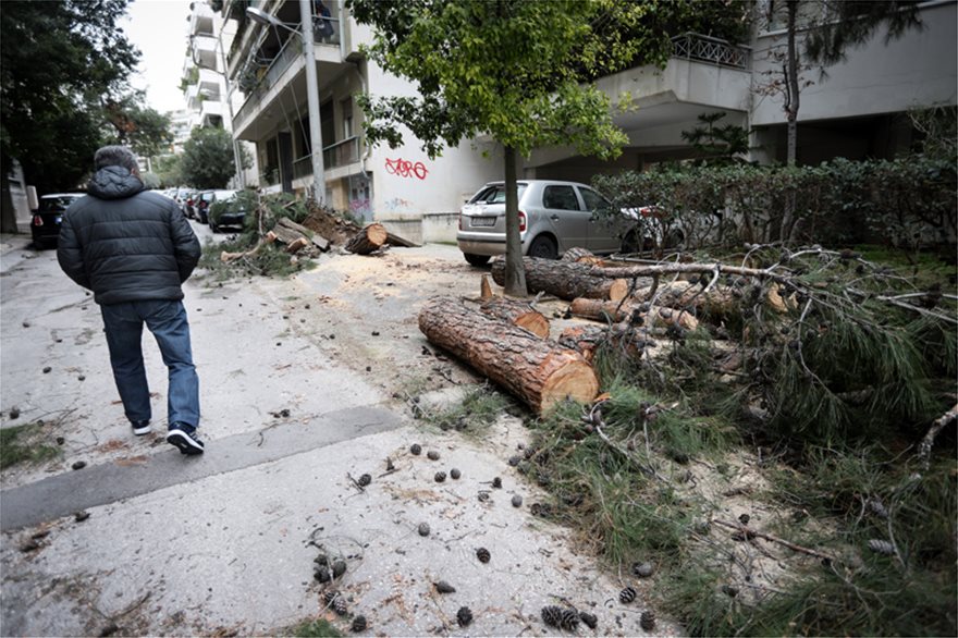 Δένδρο καταπλάκωσε 12 αυτοκίνητα στη Νέα Σμύρνη - Φωτογραφία 2