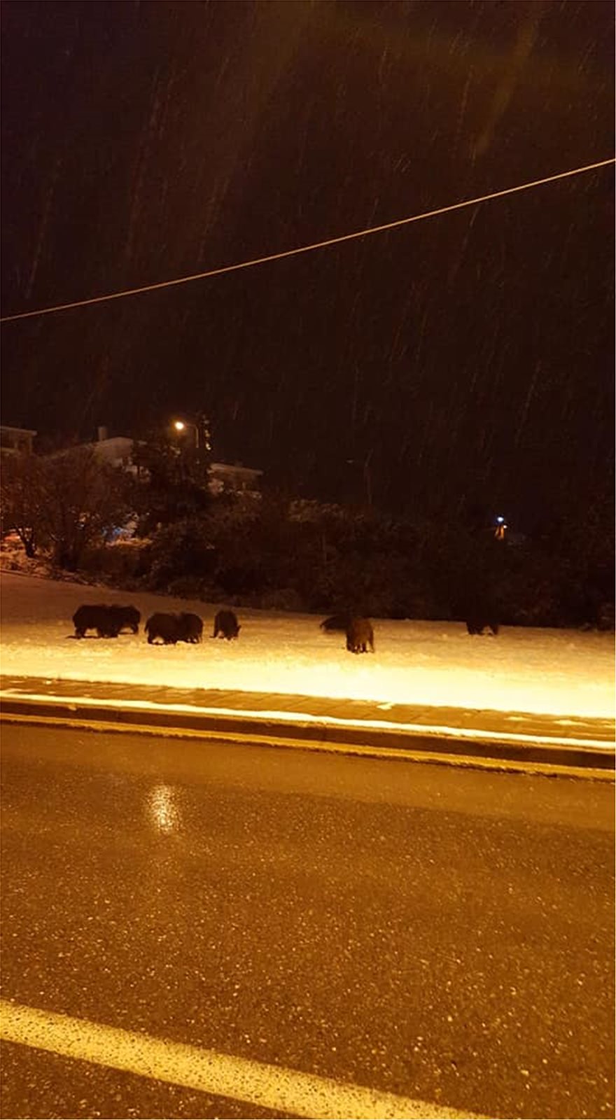 Πανόραμα Θεσσαλονίκης: Κοπάδι με αγριογούρουνα βγήκε νυχτερινή βόλτα! - Φωτογραφία 3