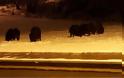 Πανόραμα Θεσσαλονίκης: Κοπάδι με αγριογούρουνα βγήκε νυχτερινή βόλτα!