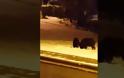 Πανόραμα Θεσσαλονίκης: Κοπάδι με αγριογούρουνα βγήκε νυχτερινή βόλτα! - Φωτογραφία 2