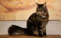 Γάτα Μέιν Κουν: Ο καλοκάγαθος γίγαντας - Φωτογραφία 1