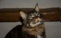 Γάτα Μέιν Κουν: Ο καλοκάγαθος γίγαντας - Φωτογραφία 2