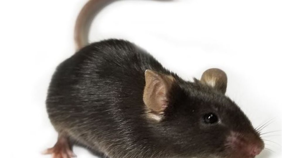 Επιστήμονες τροποποίησαν ποντίκια ώστε να μπορούν να βλέπουν το αόρατο υπέρυθρο φως - Φωτογραφία 1