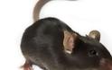 Επιστήμονες τροποποίησαν ποντίκια ώστε να μπορούν να βλέπουν το αόρατο υπέρυθρο φως