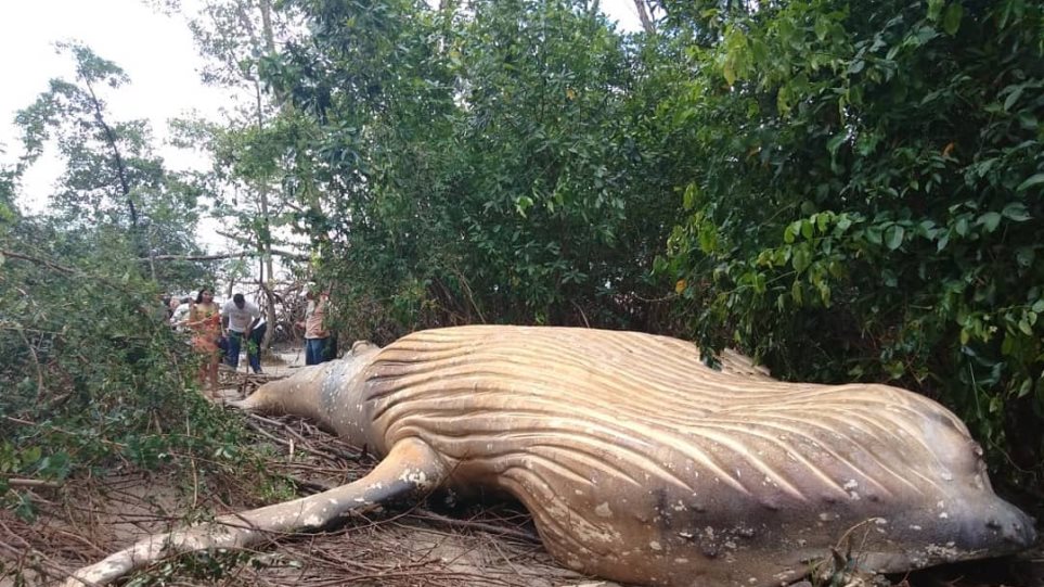 Φάλαινα βρέθηκε νεκρή στη ζούγκλα του Αμαζονίου - Φωτογραφία 1