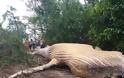 Φάλαινα βρέθηκε νεκρή στη ζούγκλα του Αμαζονίου