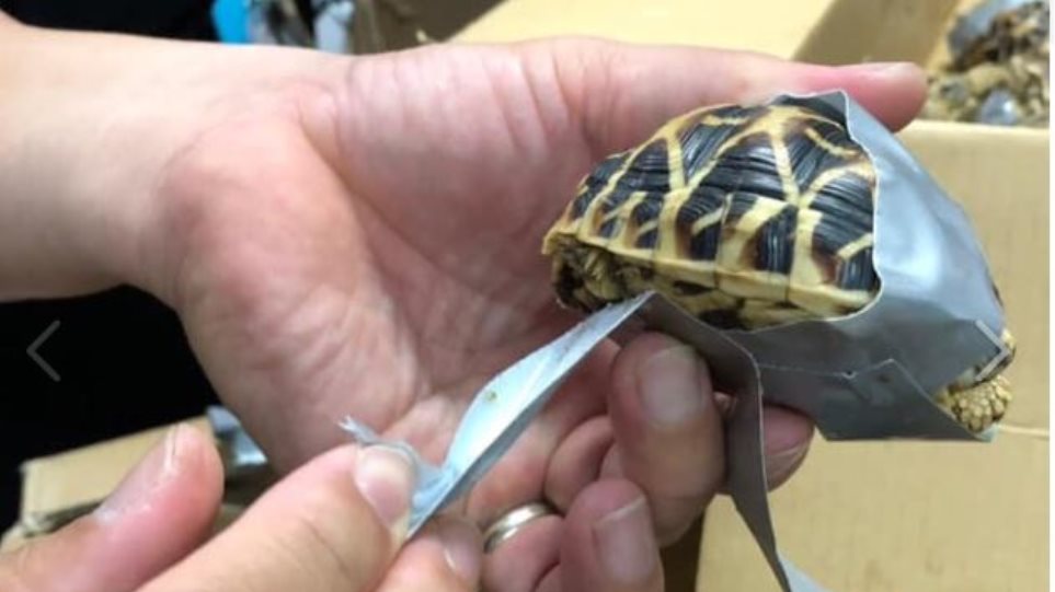 Βρήκαν σε αποσκευές 1.500 χελωνάκια τυλιγμένα με μονωτική ταινία! - Φωτογραφία 1
