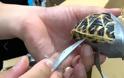 Βρήκαν σε αποσκευές 1.500 χελωνάκια τυλιγμένα με μονωτική ταινία!