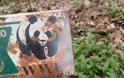 H WWF κατηγορείται ότι χρηματοδοτούσε παραστρατιωτικές ομάδες που σκότωναν και βίαζαν