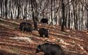 Με μια «απουσία» ξύπνησαν από τη χειμερία νάρκη οι αρκούδες στο Νυμφαίο Φλώρινας