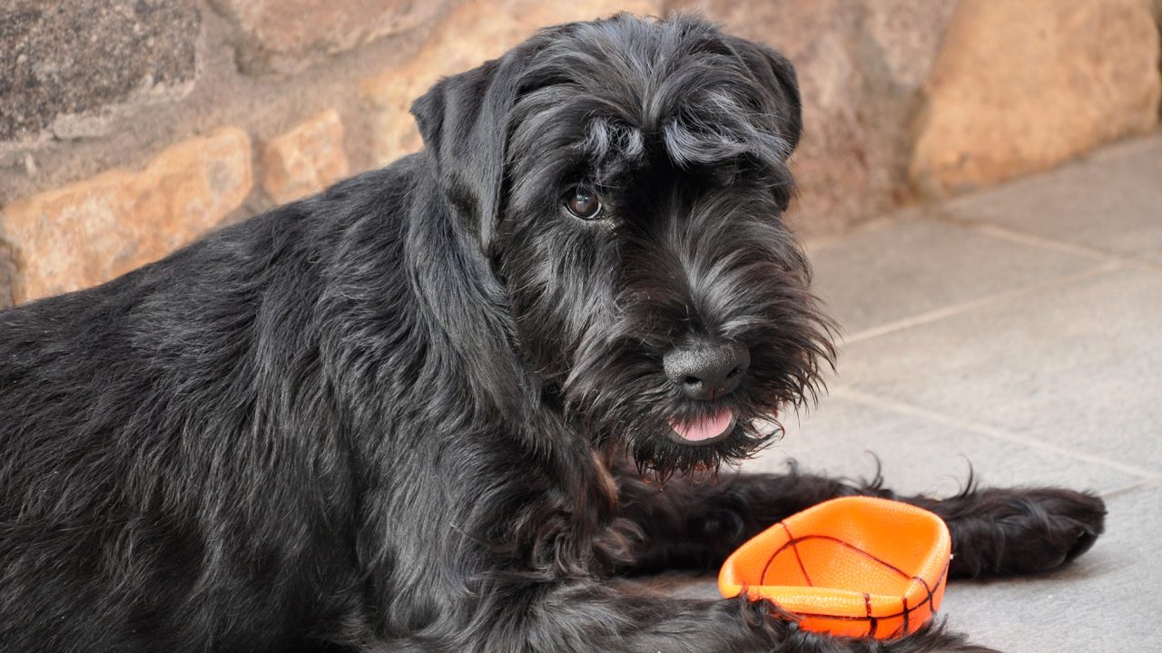 Σκύλος Σνάουτσερ: Ένας ευφυής Γερμανός με γένια - Φωτογραφία 1