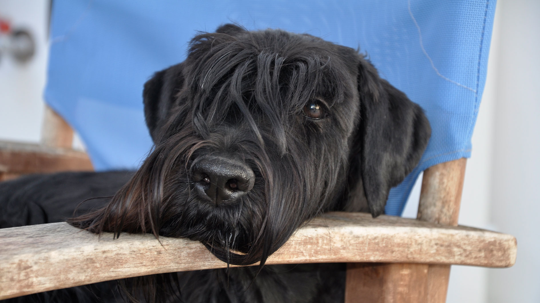 Σκύλος Σνάουτσερ: Ένας ευφυής Γερμανός με γένια - Φωτογραφία 2
