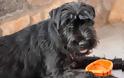 Σκύλος Σνάουτσερ: Ένας ευφυής Γερμανός με γένια - Φωτογραφία 1