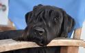 Σκύλος Σνάουτσερ: Ένας ευφυής Γερμανός με γένια - Φωτογραφία 2