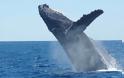 87 τραυματίες από την σύγκρουση ενός φέρι με μία φάλαινα