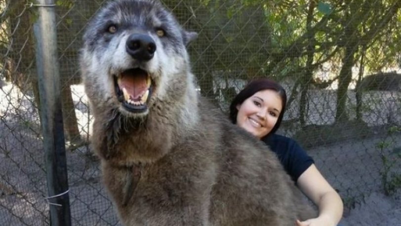 Λυκόσκυλο γίγαντας εγκαταλείφθηκε σε καταφύγιο λύκων και είναι μεγαλύτερο από τους λύκους - Φωτογραφία 1