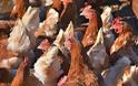 Ανατροπή: «Συμμορία» από κότες σκότωσε αλεπού σε αγρόκτημα