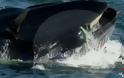 Φάλαινα παραλίγο να καταπιεί δύτη που βρέθηκε στο διάβα της