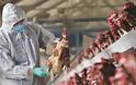 Κρούσματα γρίπης των πτηνών στη Βουλγαρία