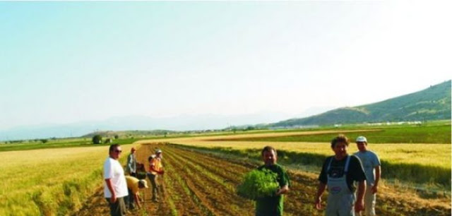 Μόλις το 5,8% των αγροτών στην Ελλάδα είναι κάτω των 35 ετών - Φωτογραφία 1