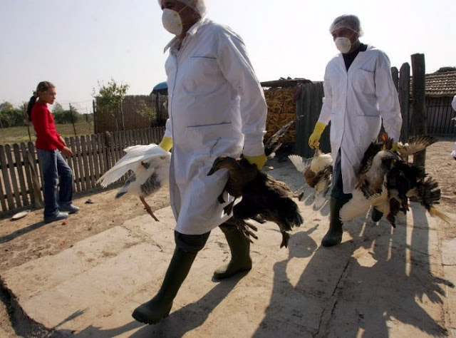 Βουλγαρία: Εστία γρίπης των πτηνών εντόπισαν και εξολόθρευσαν οι αρχές - Φωτογραφία 1