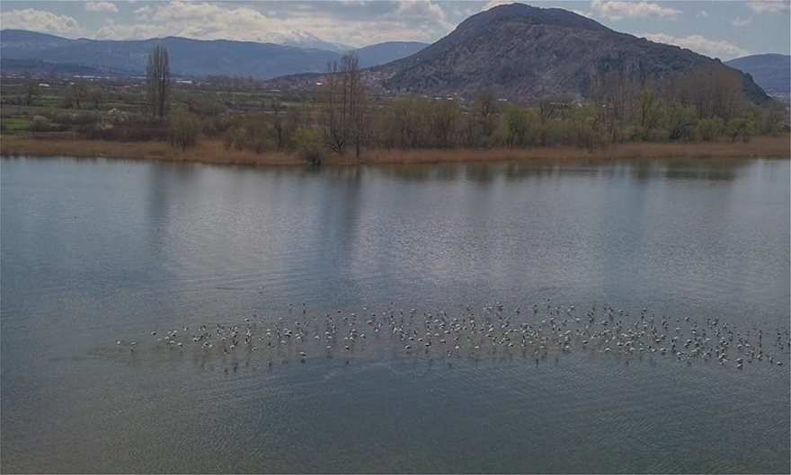 Παμβώτιδα: Εντυπωσιακές εικόνες… χηνόπαπιες «καταλαμβάνουν» την λίμνη - Φωτογραφία 6