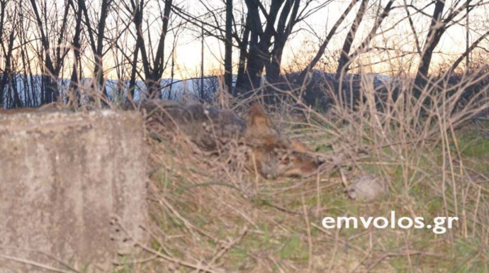 Διέσωσαν λύκο που είχε εγκλωβιστεί σε αρδευτικό κανάλι στην Ημαθία - Φωτογραφία 4