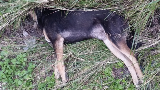 Νέο περιστατικό θανάτωσης σκύλου με φόλα- δικογραφία από το Α.Τ. Βόνιτσας - Φωτογραφία 1