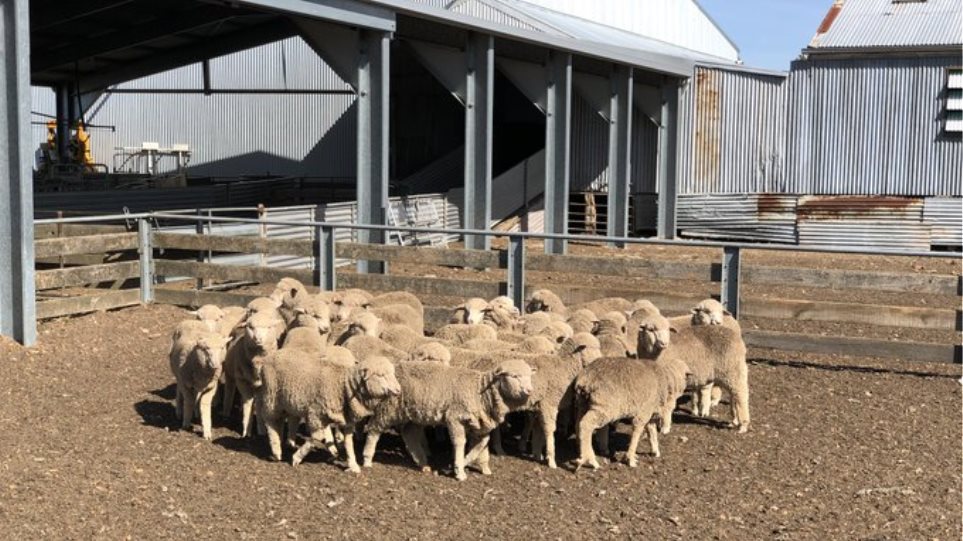 Επιστήμονες γονιμοποίησαν πρόβατα με σπέρμα από το 1968! - Φωτογραφία 1