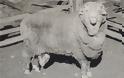 Επιστήμονες γονιμοποίησαν πρόβατα με σπέρμα από το 1968! - Φωτογραφία 3