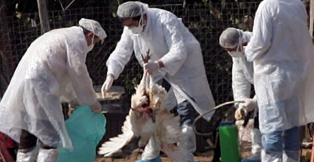 Βουλγαρία: Στην ευθανασία 12.000 πουλερικών προχώρησαν οι αρχές λόγω της γρίπης των πτηνών - Φωτογραφία 1