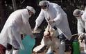 Βουλγαρία: Στην ευθανασία 12.000 πουλερικών προχώρησαν οι αρχές λόγω της γρίπης των πτηνών
