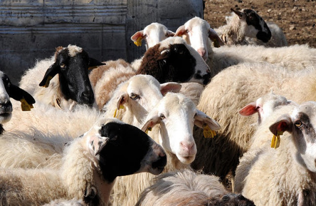 Δεν θα χάνουν επιδοτήσεις οι κτηνοτρόφοι λόγω περιπτώσεων «ανωτέρας βίας» - Φωτογραφία 1