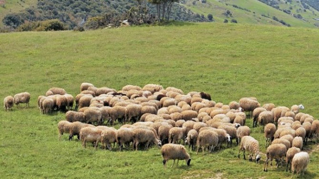 Δεύτερη πρόσκληση για βιολογική κτηνοτροφία για κτηνοτρόφους ορεινών περιοχών στην Αιτωλοακαρνανία - Φωτογραφία 1