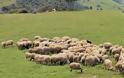 Δεύτερη πρόσκληση για βιολογική κτηνοτροφία για κτηνοτρόφους ορεινών περιοχών στην Αιτωλοακαρνανία