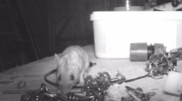Ενα ποντικάκι έκανε κάθε βράδυ φασίνα και τρέλανε την γειτονιά (Video) - Φωτογραφία 1