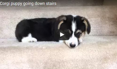 ΔΕΙΤΕ το αξιολάτρευτο κουτάβι που φοβάται την… σκάλα! (ΒΙΝΤΕΟ) - Φωτογραφία 1