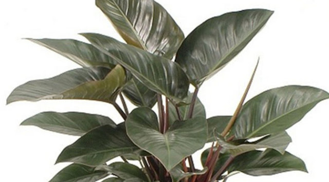 Δεκατέσσερα φυτά που πρέπει να έχετε μέσα στο σπίτι σας για να φιλτράρουν τον αέρα - Φωτογραφία 2