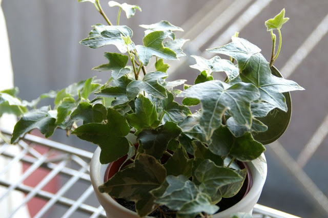 Δεκατέσσερα φυτά που πρέπει να έχετε μέσα στο σπίτι σας για να φιλτράρουν τον αέρα - Φωτογραφία 3