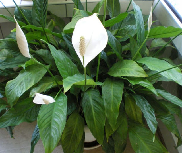 Δεκατέσσερα φυτά που πρέπει να έχετε μέσα στο σπίτι σας για να φιλτράρουν τον αέρα - Φωτογραφία 5