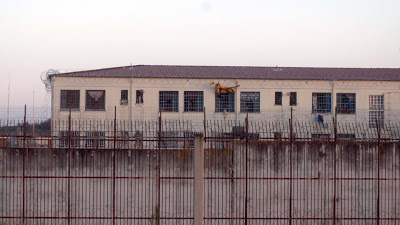 Φυλακές Λάρισας: Σωφρονιστικοί καταγγέλλουν ξυλοδαρμό συναδέλφου τους ...από αλλοδαπό κρατούμενο - Φωτογραφία 1