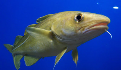 Μπακαλιάρος, βακαλάος ψάρι πλούσιο σε ασβέστιο, μαγνήσιο, φωσφόρο, σίδηρο, κάλιο, Β12 και Ω3 λιπαρά - Φωτογραφία 1