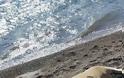 Φώκια «άραξε» στην παραλία «Κρυφή» στα Ίσθμια - Φωτογραφία 3