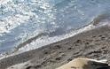 Φώκια «άραξε» στην παραλία «Κρυφή» στα Ίσθμια - Φωτογραφία 4
