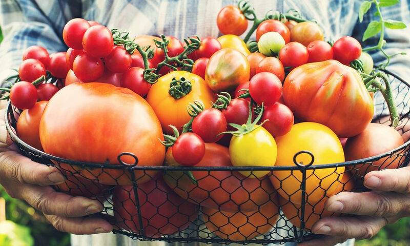 Ντομάτες: Ποια είναι τα οφέλη τους για τον οργανισμό ανάλογα με το χρώμα τους - Φωτογραφία 1