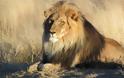 Λαθροθήρας κατασπαράχθηκε από αγέλη λιονταριών ενώ λίγο πριν είχε σκοτώσει τρεις οικογένειες μπαμπουίνων