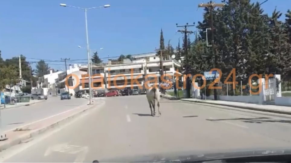 Άλογο έκοβε βόλτες στη Θεσσαλονίκη! Δείτε βίντεο - Φωτογραφία 1
